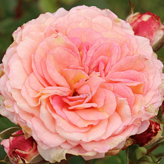 Роза флорибунда "Амаретто" (Amaretto)