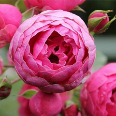 Роза флорибунда "Помпонелла" (Pomponella)