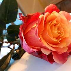 Роза чайно-гибридная "Три Д" ( 3D) 