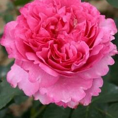 Роза чайно-гибридная "Ив Пьяже" (Yves Piaget) 