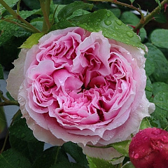 Роза чайно-гибридная "Шоне Майд" (Schone Maid)
