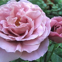Роза флорибунда "Нимбус" (Nimbus)