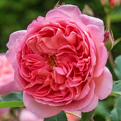 Роза английская "Боскобель" (Boscobel) 