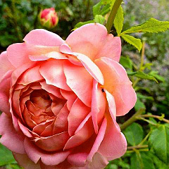 Роза английская "Джубили Селебрейшн" (Jubilee Celebration)